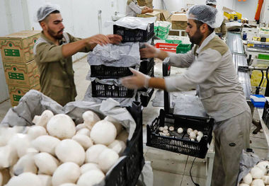  قیمت قارچ امروز چهارشنبه ۲۹ فروردین ۱۴۰۳