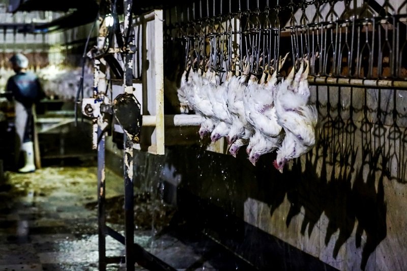 قیمت مرغ امروز 11 مهر/ مرغ کشتار روز چند؟