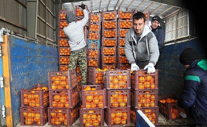 آغاز توزیع میوه و خرما در استان تهران