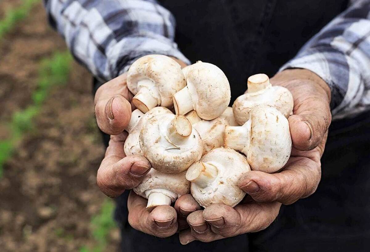 قیمت قارچ امروز 30 خرداد؛ قارچ فله‌ای 77 هزار تومان