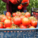 چرا گوجه‌فرنگی گران شد؟