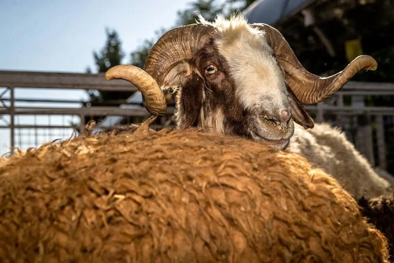 قیمت جدید گوسفند و گوساله زنده در بازار/ تهران صدرنشین گرانی شد