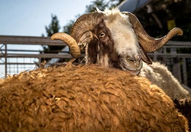 قیمت جدید گوسفند و گوساله زنده در بازار/ تهران صدرنشین گرانی شد