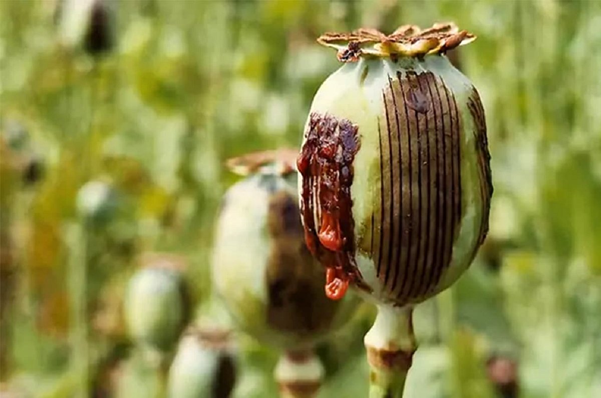 قیمت تریاک ترمز برید/ افغانستان نرخها را بالا برد