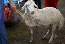 قیمت دام زنده امروز دوشنبه ۱۲ خرداد ۱۴۰۴