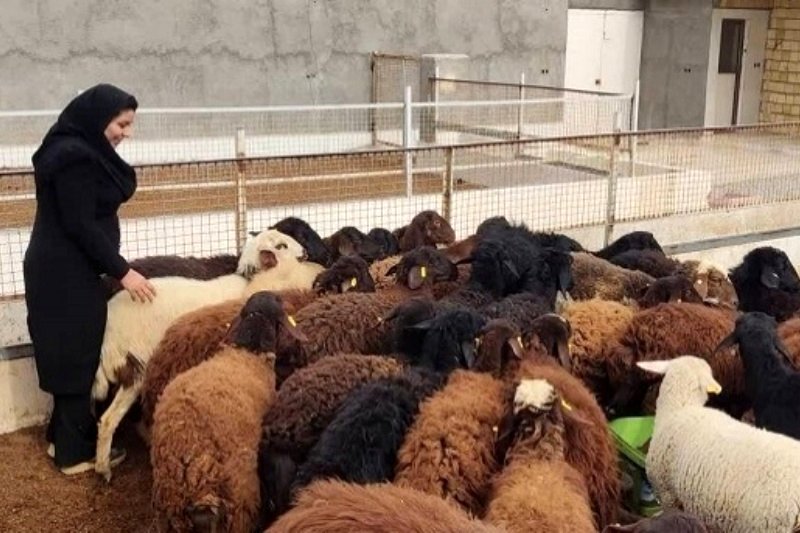قیمت گوسفند عید قربان اعلام شد
