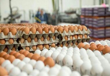 قیمت تخم مرغ امروز ۲ اردیبهشت ۱۴۰۳