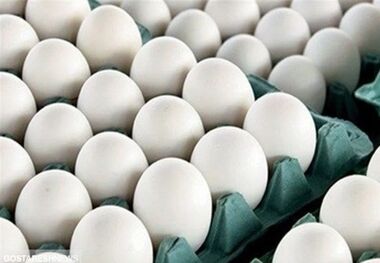 قیمت تخم‌مرغ امروز ۲۳ تیر/ تخم‌مرغ چند؟