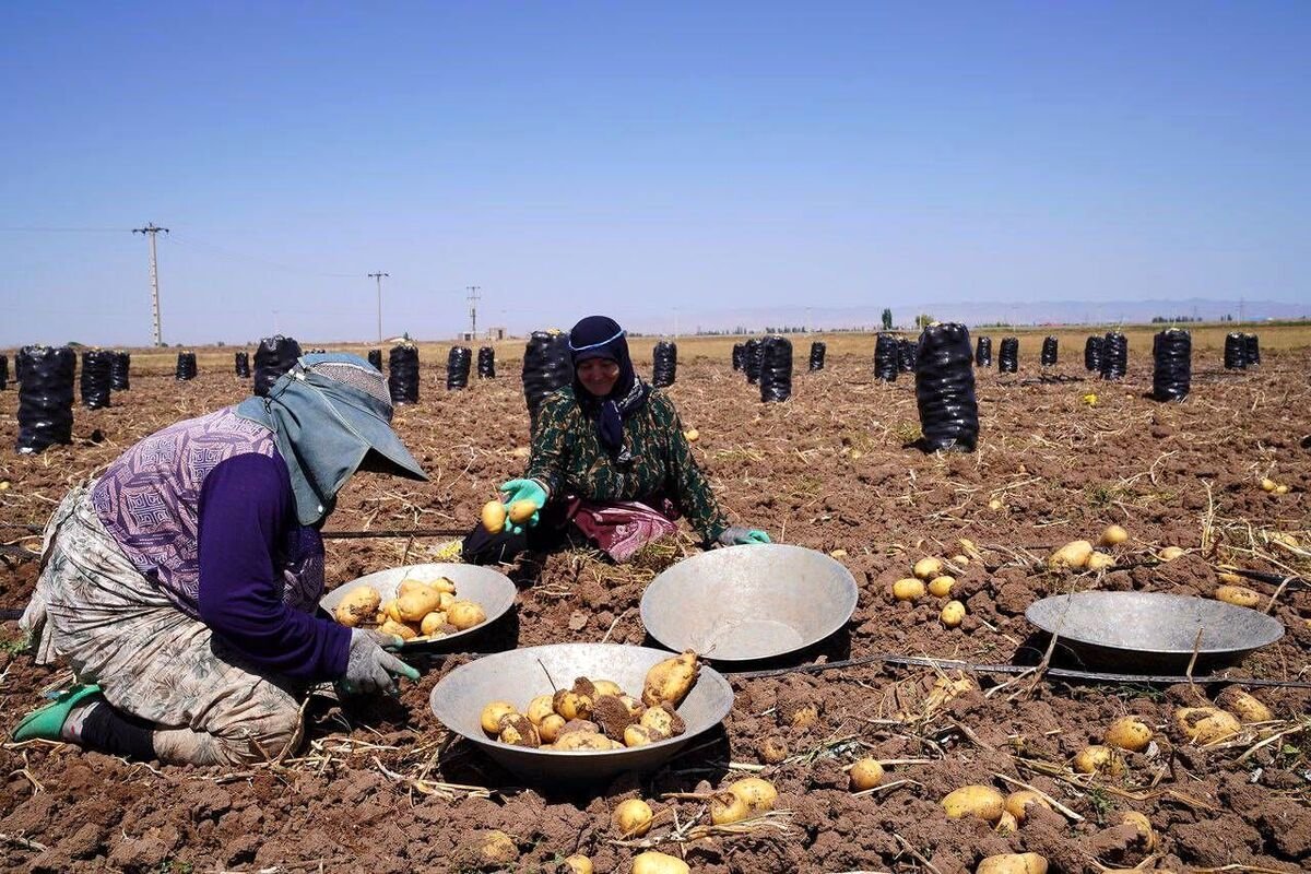 سیب‌زمینی و پیاز ارزان شدند