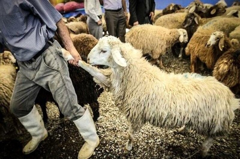 قیمت دام زنده امروز ۸ خرداد ۱۴۰۳