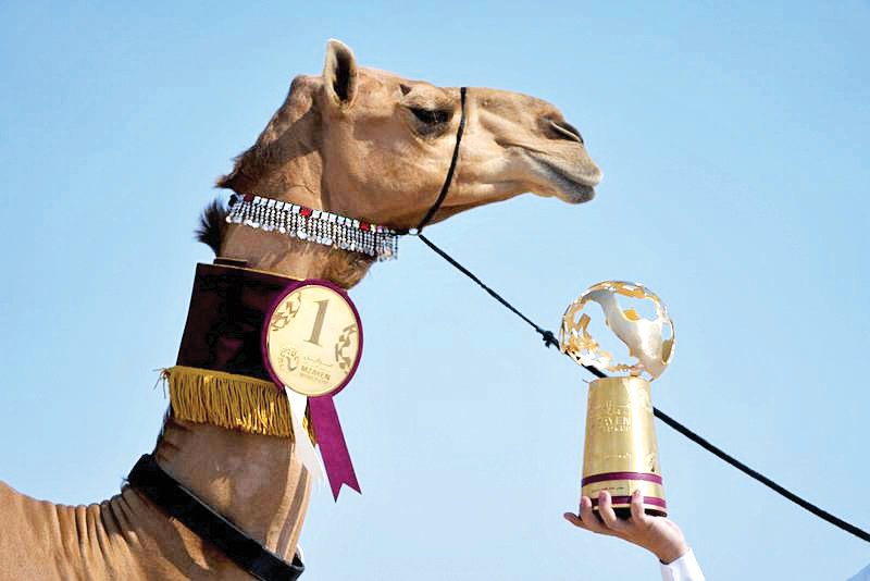 قیمت شتر برای پرورش اعلام شد؛ حداقل 20 میلیون