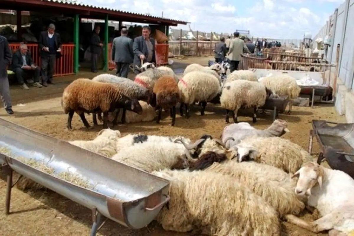 قیمت دام زنده امروز دوشنبه 30 تیر/ گوساله زنده در تهران و یزد چند؟