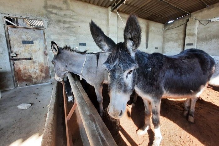 قیمت الاغ نجومی شد/ پای چین وسط است