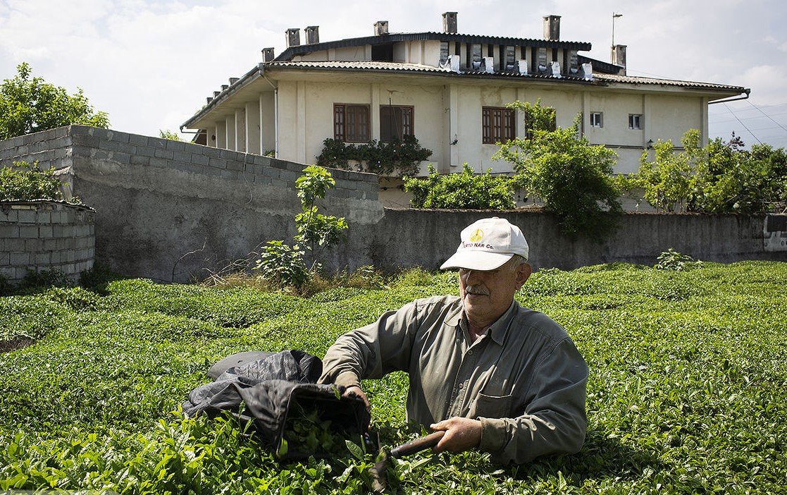 نرخ خرید تضمینی چای در ۱۴۰۳
