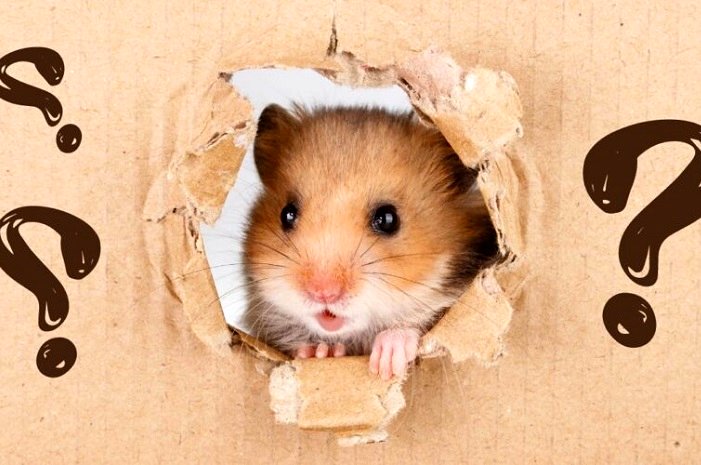 کارت های امروز همستر 7 تیر منتشر شد + عکس