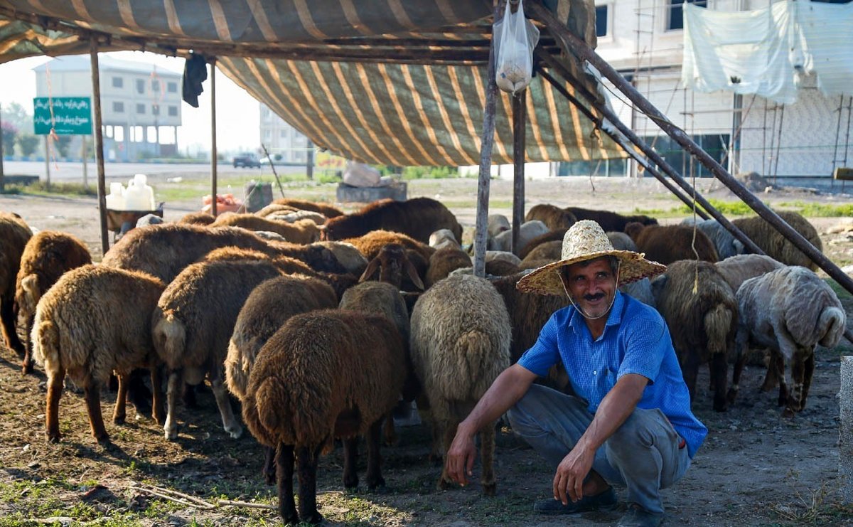 حقوق دلاری چوپان‌ افغانستانی در ایران