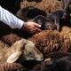 قیمت جدید دام زنده در بازار