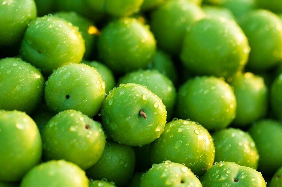 گوجه سبز با توپ پُر به بازار آمد؛ کیلویی 11 میلیون!