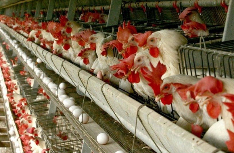 قیمت مرغ به کیلویی 105 هزار تومان رسید