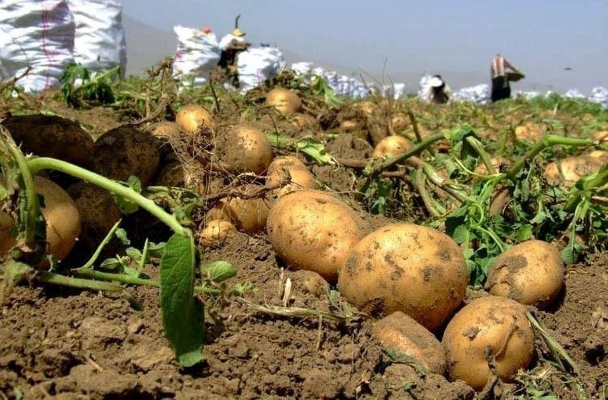 سبقت سیبزمینی از دلار در بازار!