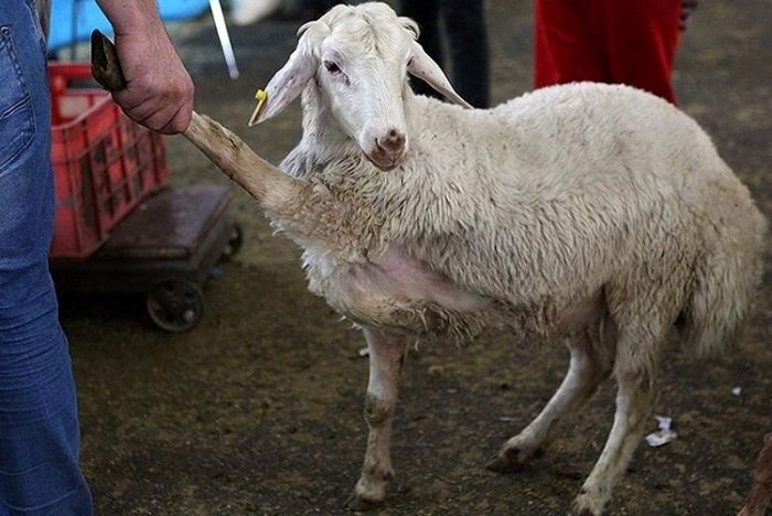 قیمت دام زنده امروز 7 مهر/ مقایسه قیمت گوسفند زنده در تهران و اصفهان‌