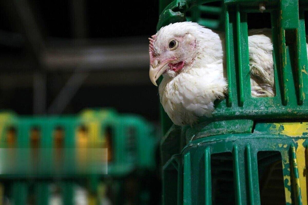 قیمت جدید مرغ اعلام شد؛ مرغ زنده کیلویی چند؟
