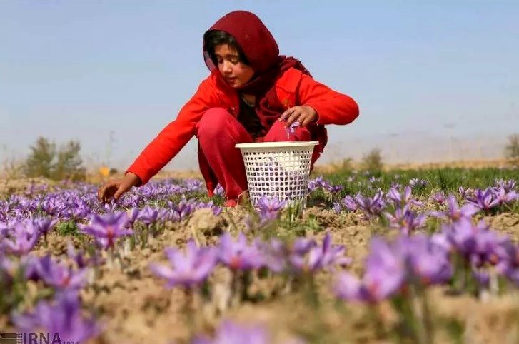 قیمت انواع زعفران + جدول