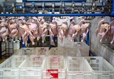 قیمت گوشت مرغ، امروز ۲۷ اسفند ۱۴۰۲