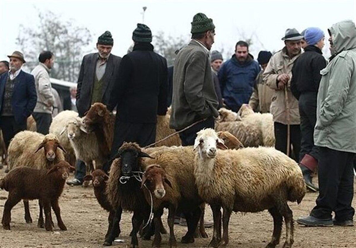 قیمت دام زنده اعلام شد
