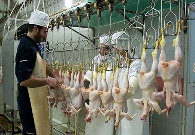 قیمت گوشت مرغ، امروز ۱۹ اسفند ۱۴۰۲