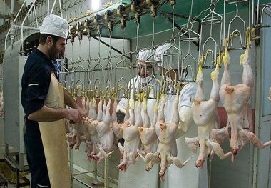 قیمت گوشت مرغ، امروز ۱۹ اسفند ۱۴۰۲
