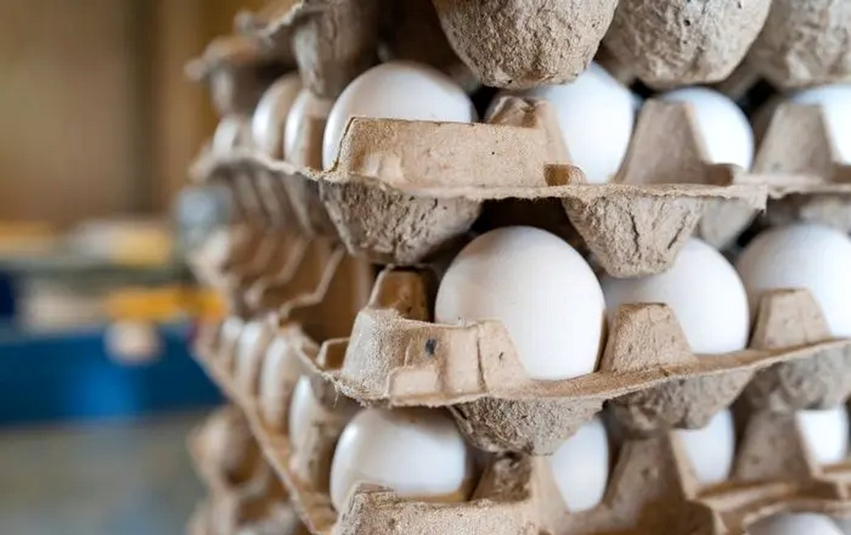 قیمت تخم‌مرغ امروز 2 تیر/ بسته بندی 30 تایی چند؟