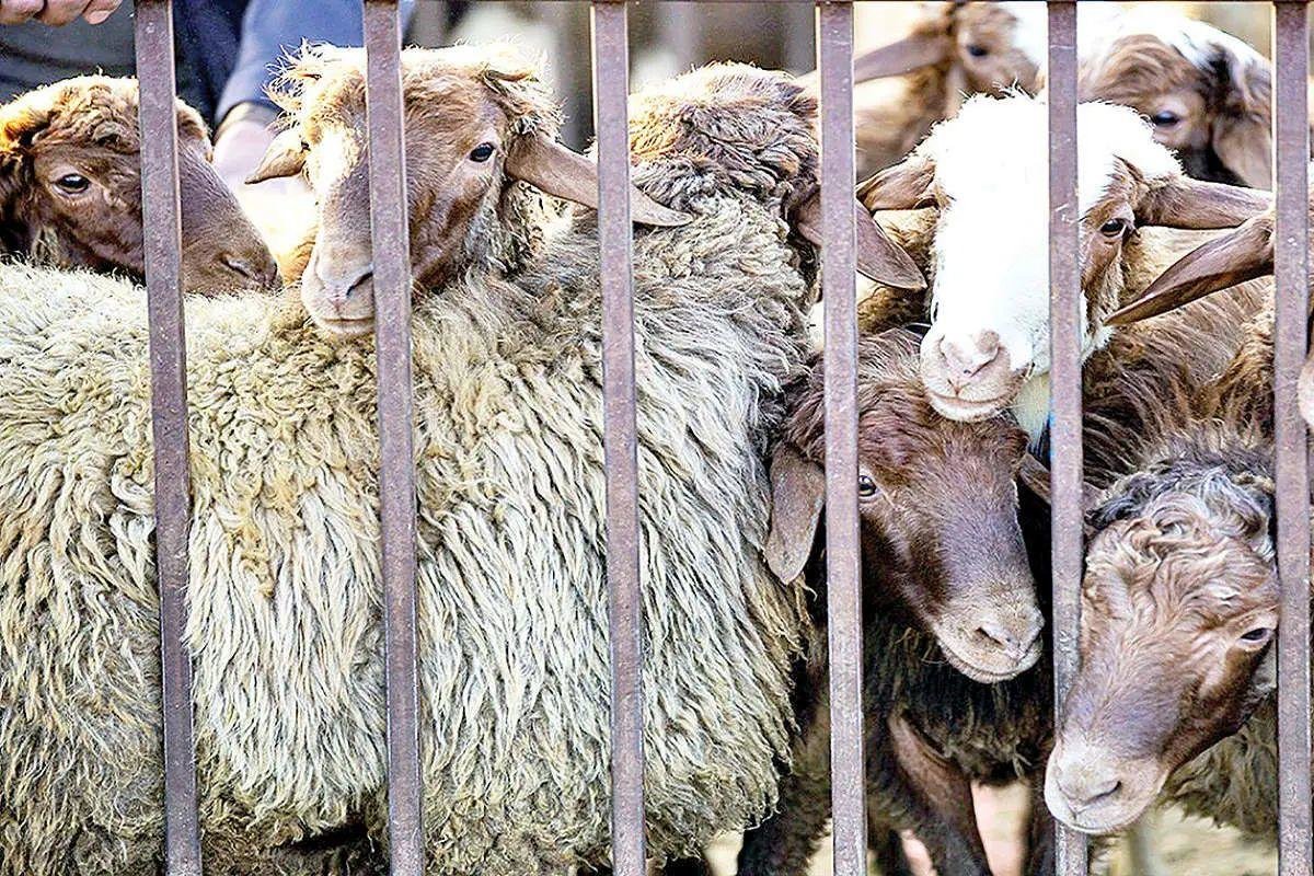 قیمت دام زنده امروز یکشنبه 11 خرداد/ گوسفند زنده در تهران چند؟