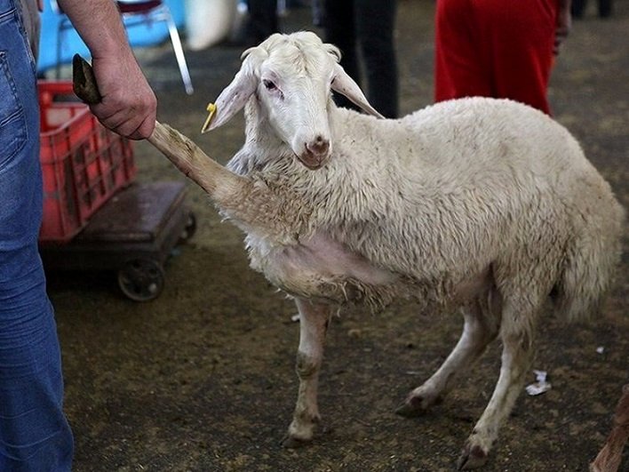 قیمت دام زنده امروز 10 تیر/ نرخ گوسفند زنده چقدر است؟