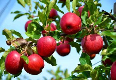 معجزه سلامتی با خوردن یک سیب در روز