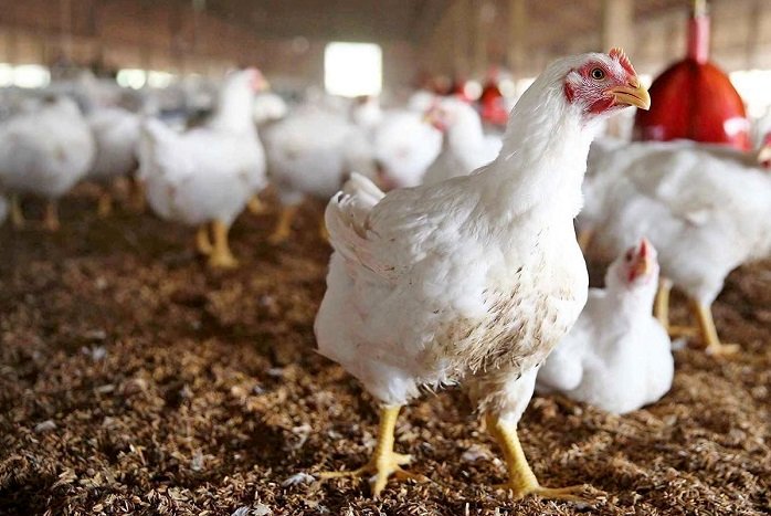 قیمت مرغ امروز 11 آذر/ مرغ محلی کیلویی 715 هزار