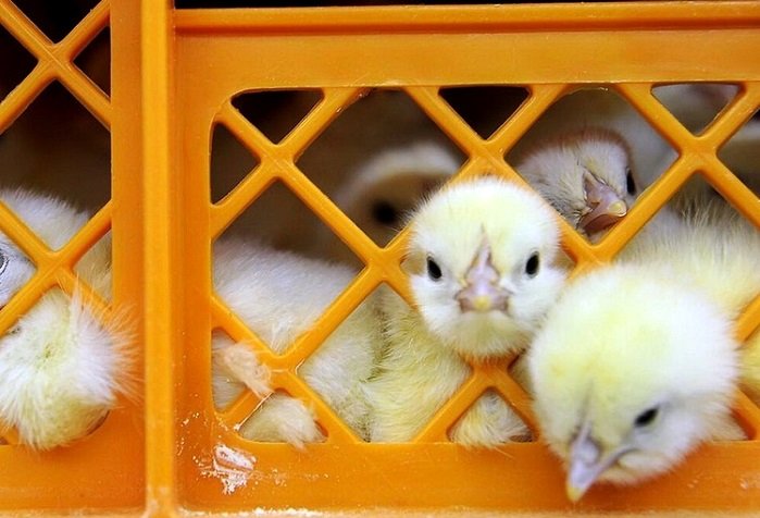  قیمت جوجه یک روزه اعلام شد