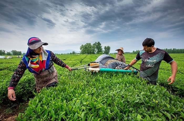 حساب چایکاران شارژ شد/ هر کیلو برگ چای چند؟