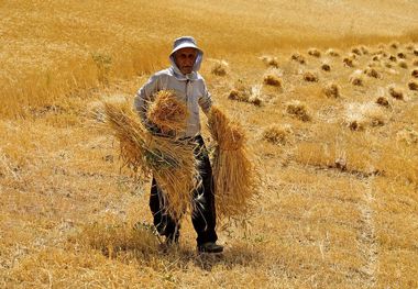  مطالبات گندم‌کاران به زودی پرداخت می‌شود