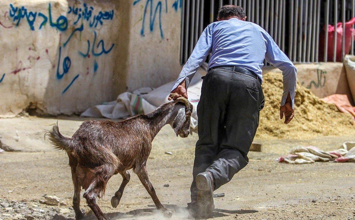 رشد 55 درصدی عرضه دام عید قربان/ قیمت 230 تا 260 هزار تومان