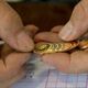 قیمت طلا، سکه و دلار امروز دوشنبه 2 شهریور 1405