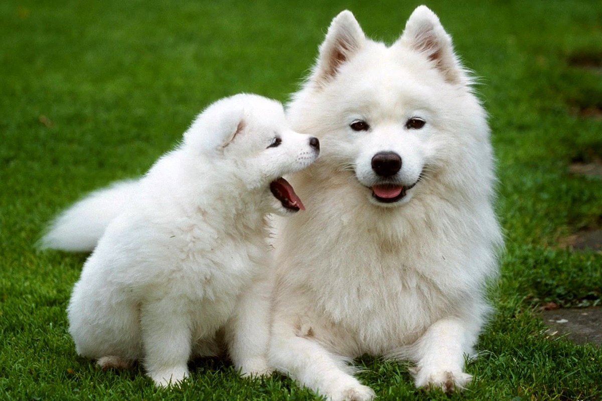 هزینه سرپرستی و نگهداری از سگ چقدر می‌شود؟