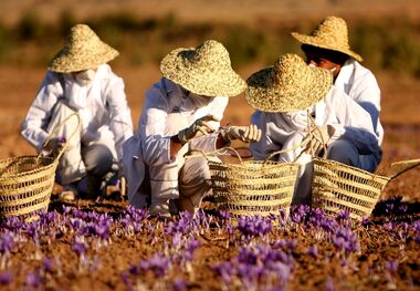مهمترین روش‌های خرید زعفران از بورس کالا