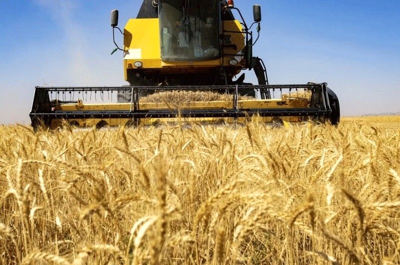 نرخ خرید تضمینی جو اعلام شد