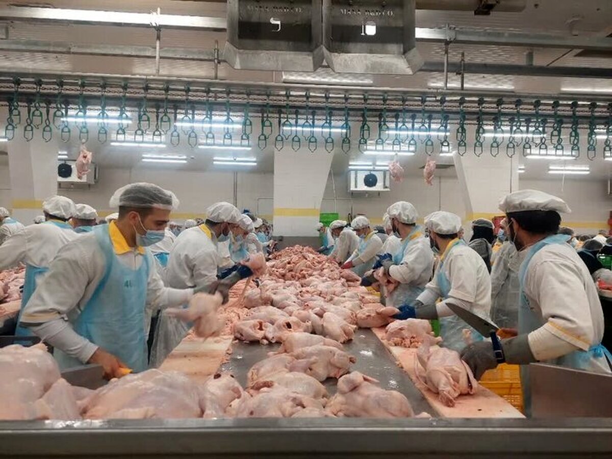 مرغ جایگزین گوشت قرمز میشود