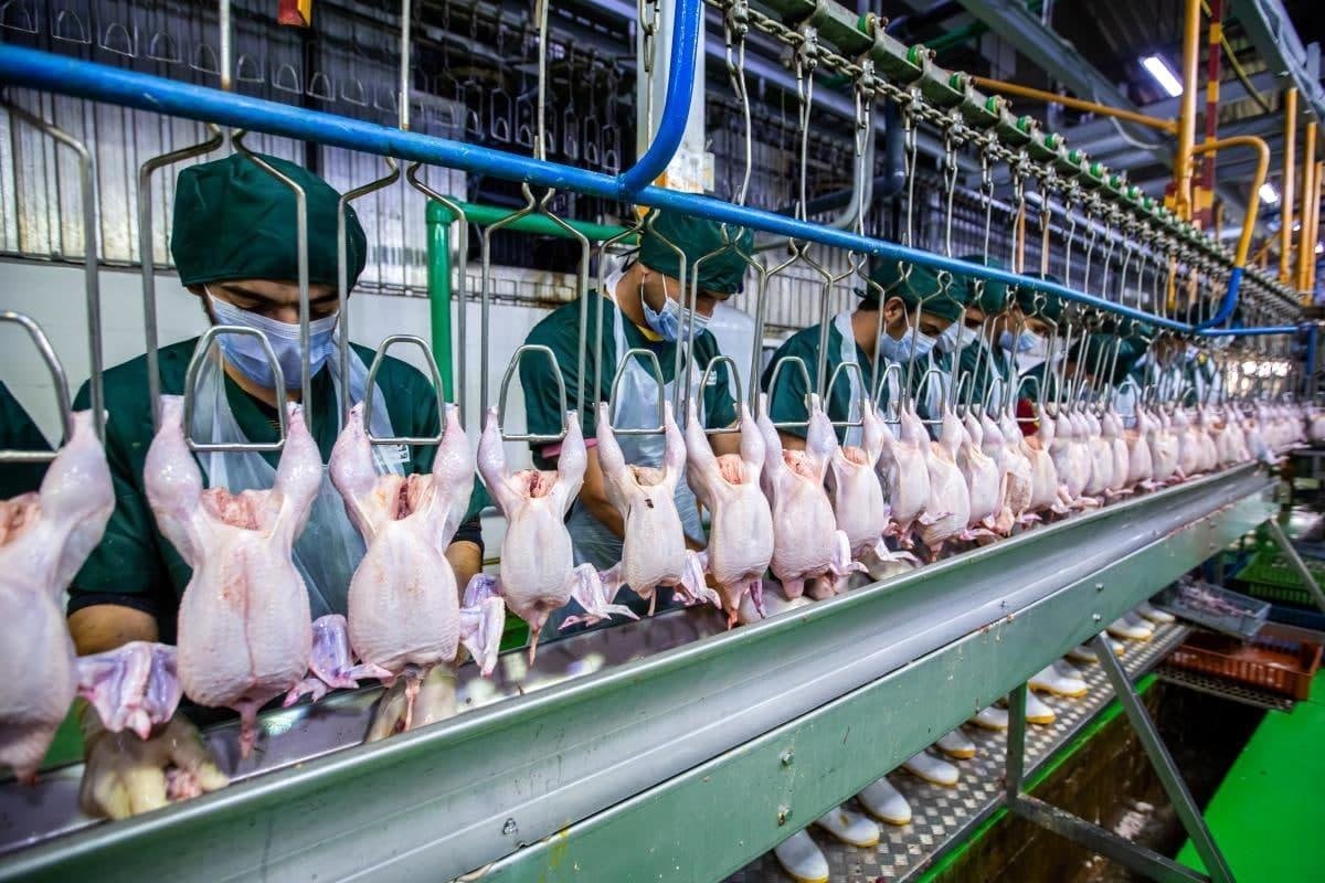 قیمت مرغ امروز 25 شهریور/ فیله مرغ کیلویی235 هزار