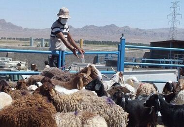 عرضه دام زنده در ۱۵ نقطه پایتخت برای عید قربان