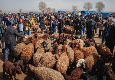 قیمت دام زنده امروز 16 اردیبهشت 1403