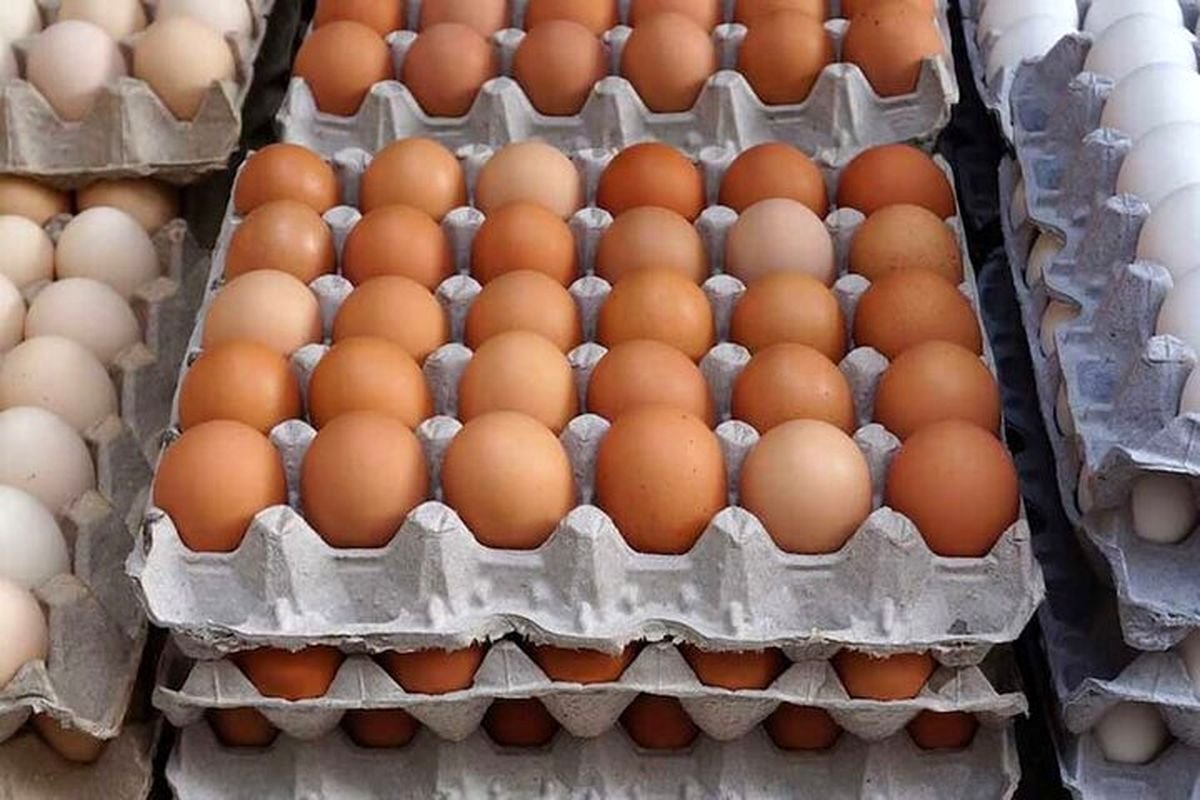 قیمت تخم مرغ امروز 20 مرداد/ تخم مرغ محلی چند؟