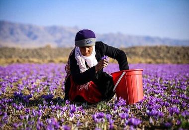 قیمت عجیب زعفران؛ حداقل کیلویی 106 میلیون!